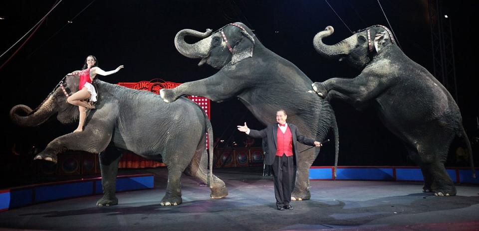 circus elephant Mario Tama Getty final