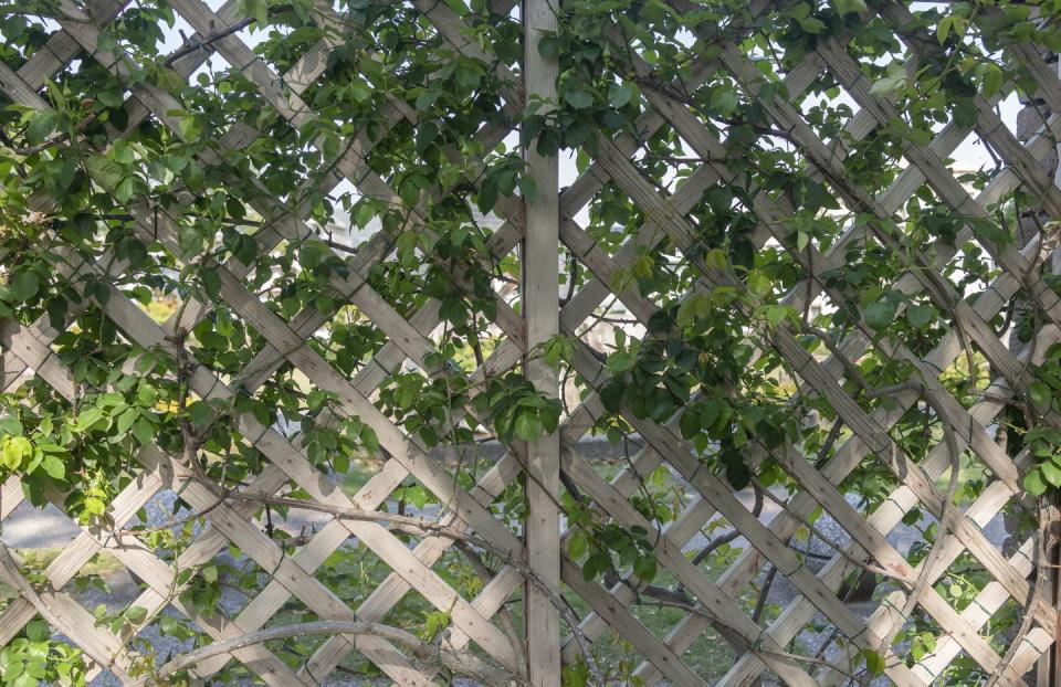 green curtain on wooden fence