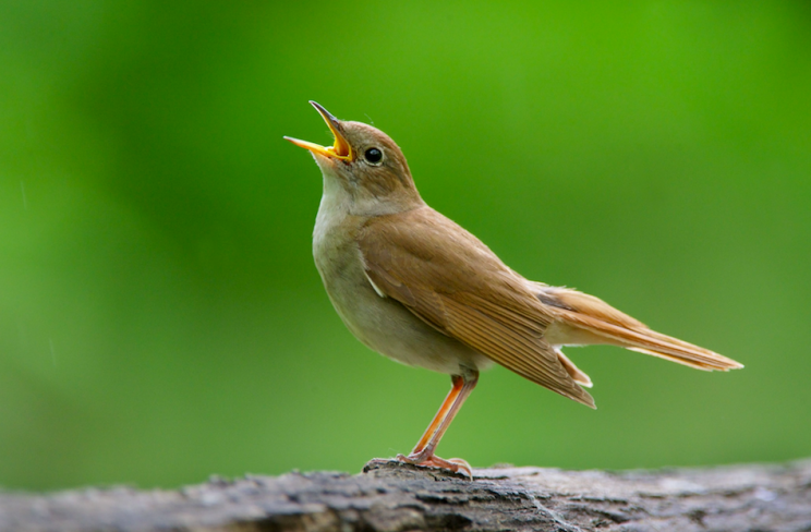 Nightingales have also joined the red list of endangered species (Rex)