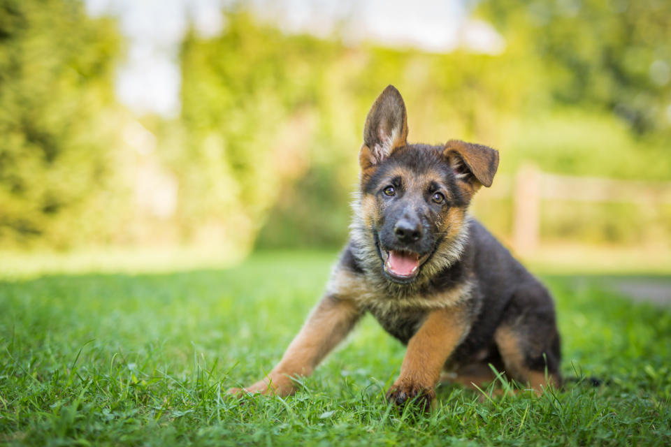 German shepherd puppy posing