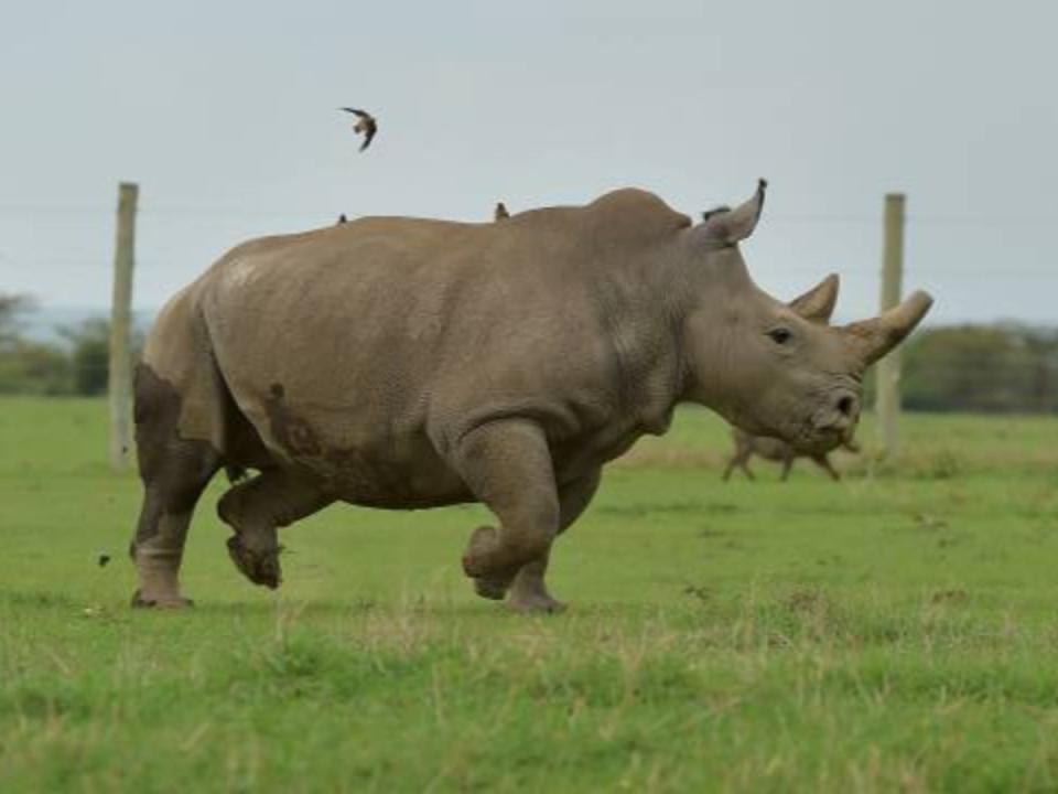 Eggs taken from Fatu, one of the only two remaining female northern whites, were used for the IVF (AFP via Getty Images)