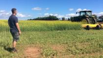 Island farmers plant more mustard in battle against wireworm