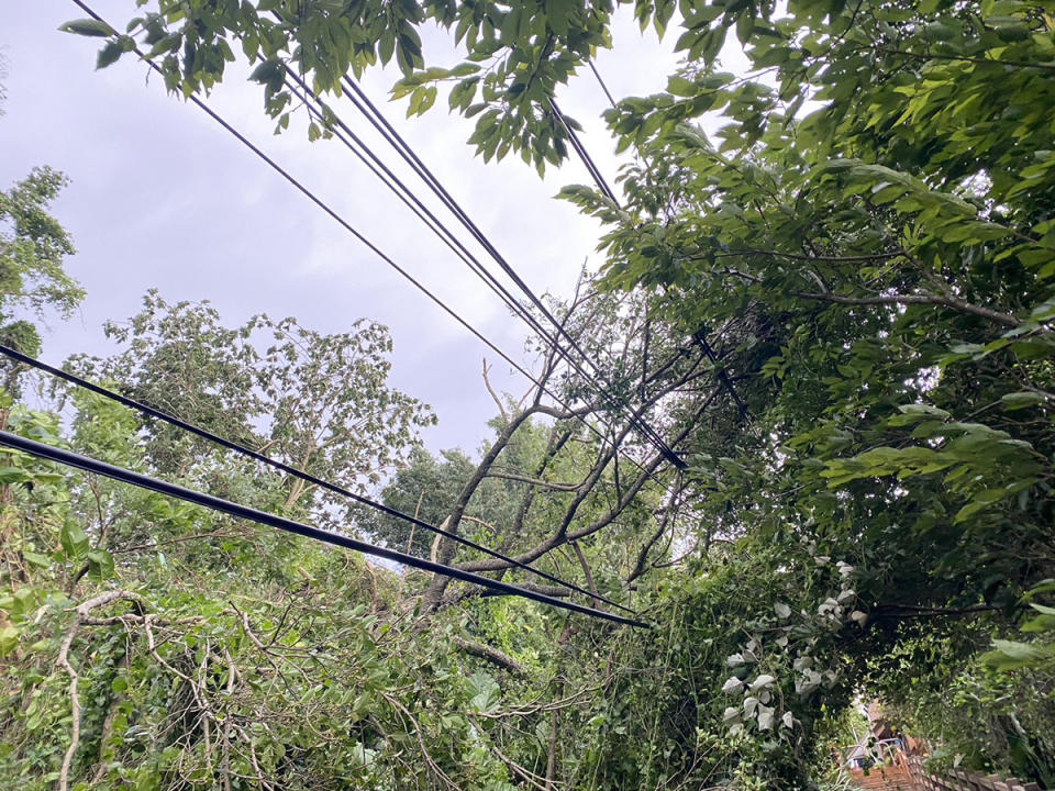 樹竹等外物碰觸電線造成停電，復興區仍有68戶未復電，台電全力進行搶修。（圖：台電提供）