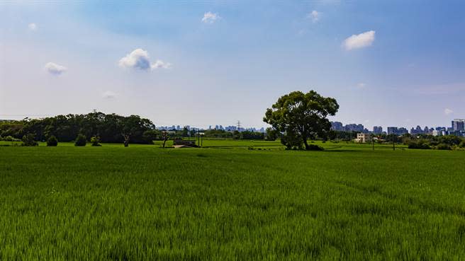 新竹縣台知園區（璞玉計畫）要徵收400多公頃農地，有支持開發也有反璞玉的民眾，縣長選戰又成話題。（羅浚濱攝）