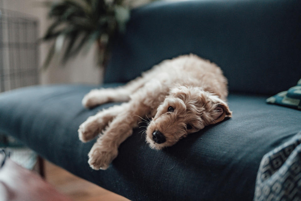 goldendoodle resting on a sofa looking at camera