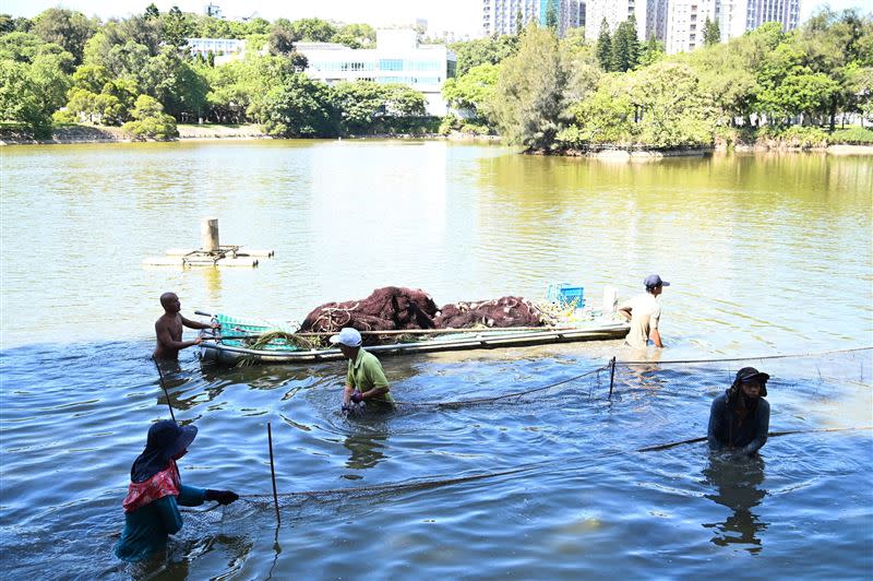 成功湖湖水放掉一半，展開撈魚作業。（圖／翻攝自清大粉專）