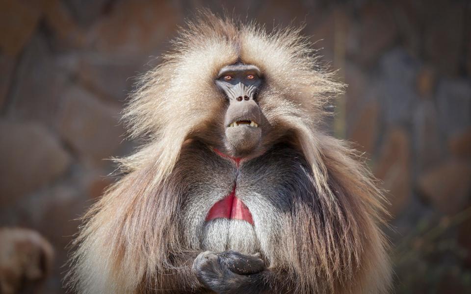 Gelada baboons are a key wildlife attraction in Ethiopia - Getty