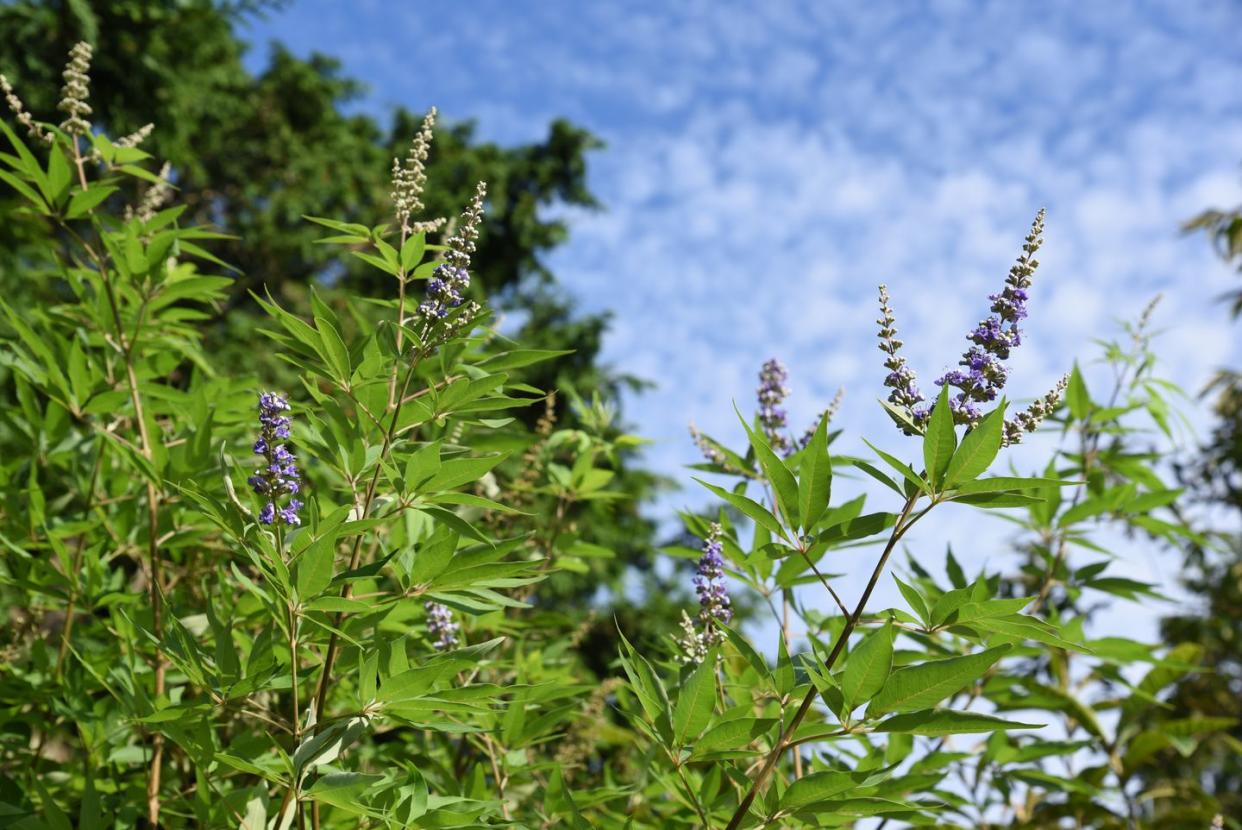 Chaste tree (Vitex agunus -castus)