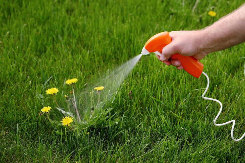 Post-emergent sprays and herbicides are sprayed on actively growing weeds.