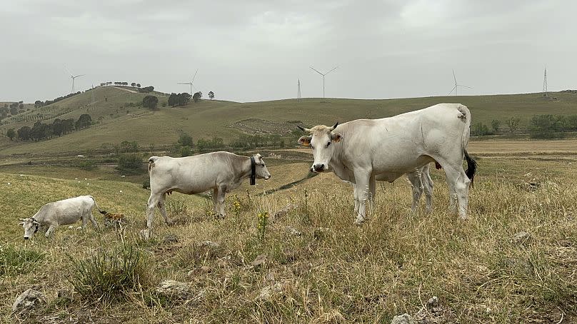 Cows grazing, Vizzini, Province of Catania, May 2024.