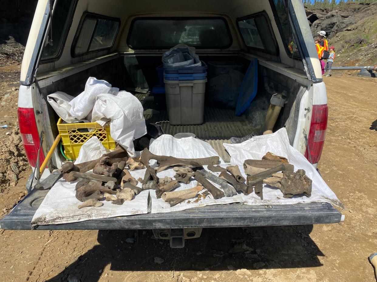 White and brown bones spread out on white tarps on a covered truck bed.