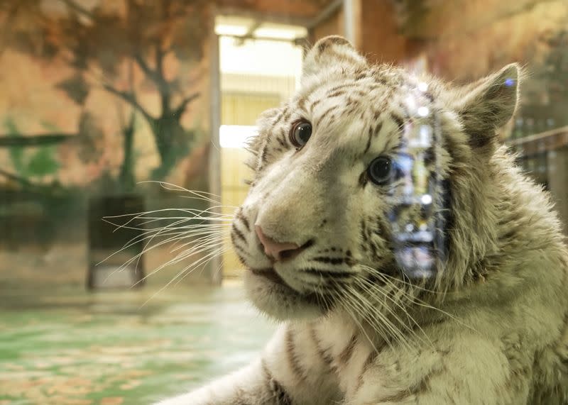 White tiger cub is seen inside its enclosure in Hodonin zoo