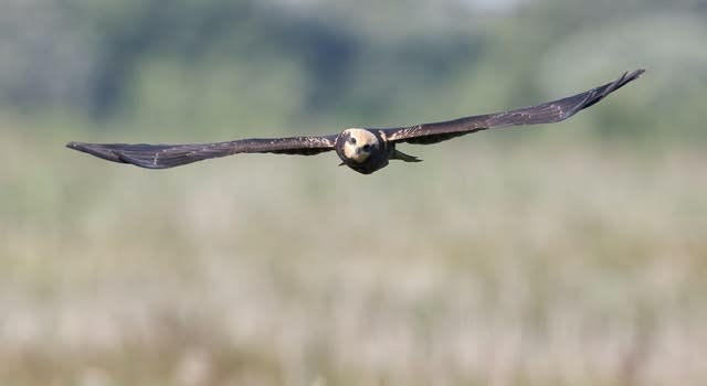 A juvenile marsh harrier