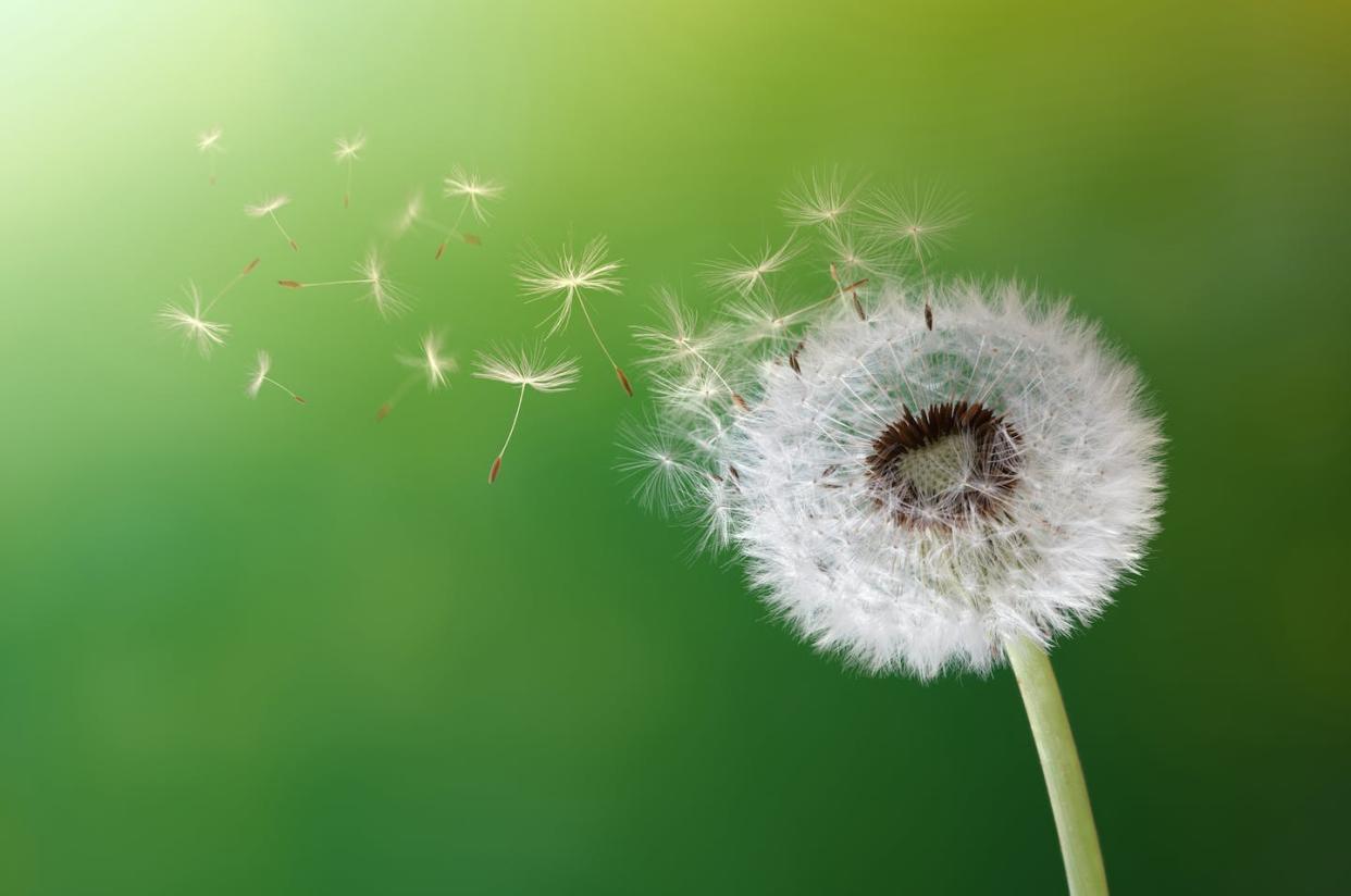 <a href="https://www.shutterstock.com/es/image-photo/dandelion-seeds-morning-sunlight-blowing-away-137674295" rel="nofollow noopener" target="_blank" data-ylk="slk:Shutterstock / Brian A Jackson;elm:context_link;itc:0;sec:content-canvas" class="link ">Shutterstock / Brian A Jackson</a>