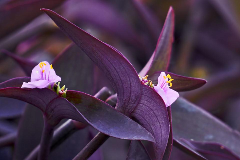 purple heart plant growing guide