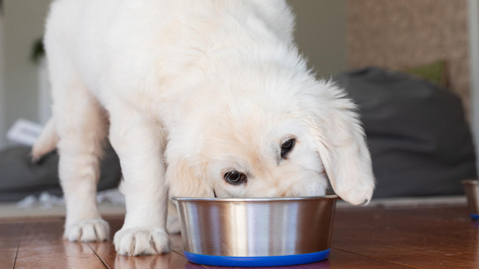 Puppy eating food from bowl