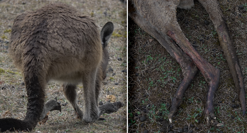 Two images of kangaroos with burns.