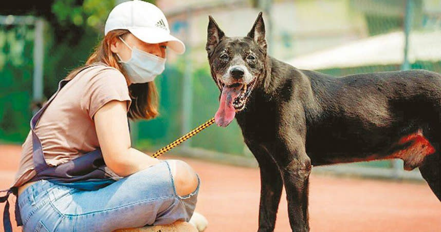 新北市動保處提醒，飼主帶毛寶貝外出應繫好牽繩或做好防護措施，才能避免走失及衝突。（圖／新北市動保處提供／王揚傑新北傳真）