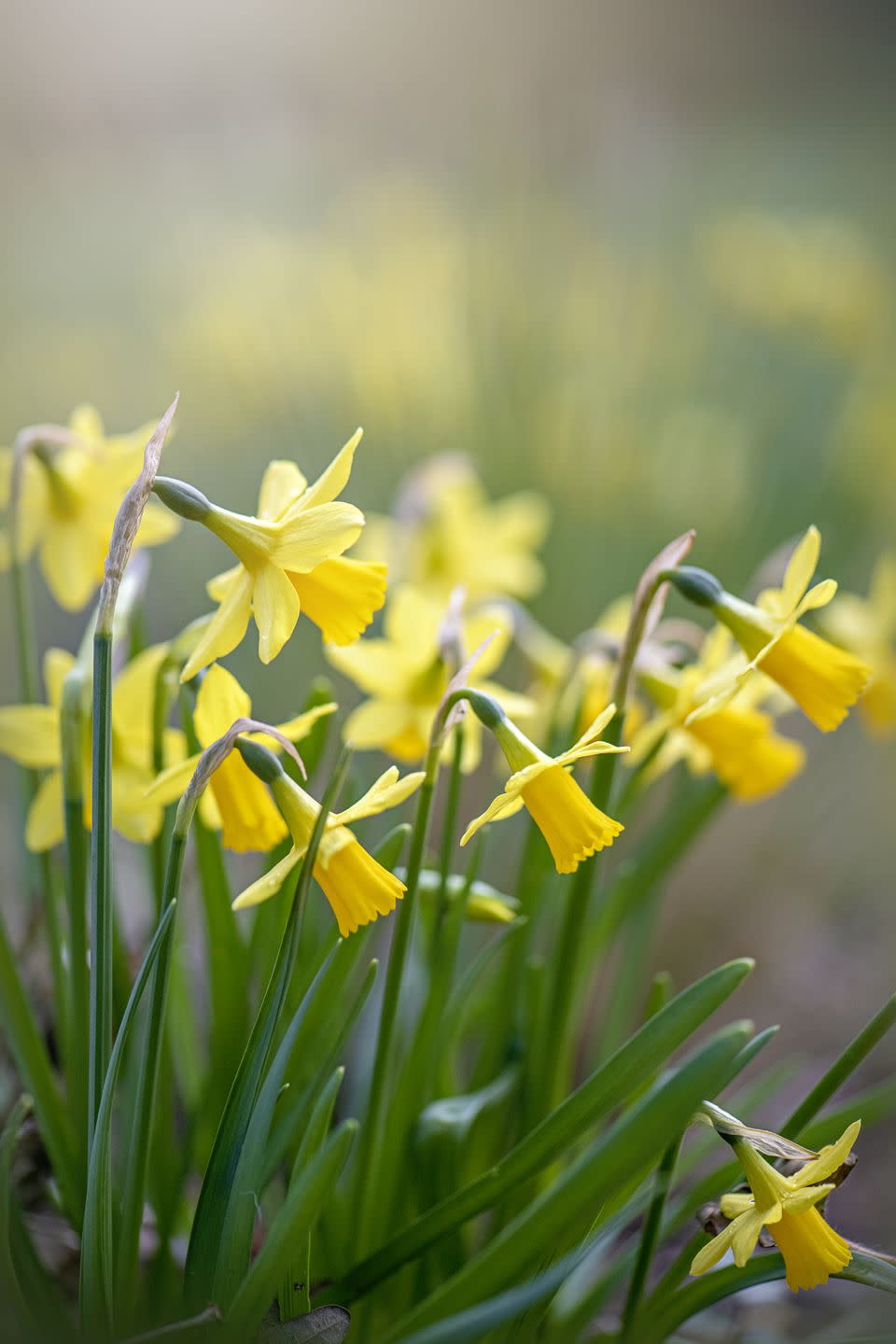 low maintenance landscape spring flowering bulbs