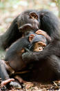 DisneyNature's "Chimpanzee" - 2012