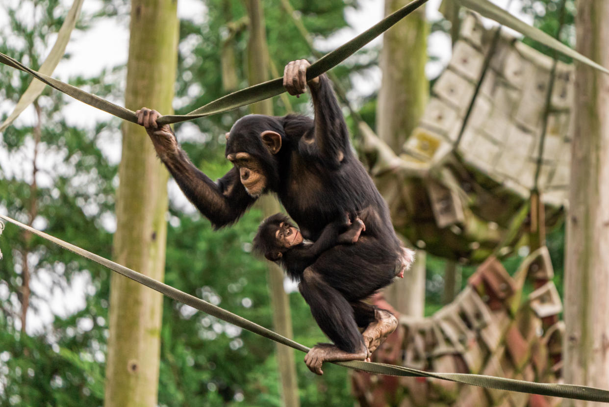 The image shows older sister, Stevie (Nicks), gives mum Zee Zee a helping hand by taking her the new baby on the ropes.