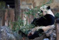 Bei Bei, the giant panda, is seen for the last time at the Smithsonian National Zoo before his departure to China, in Washington