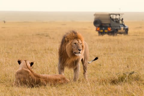 Lions in the Maasai Mara - Credit: GETTY