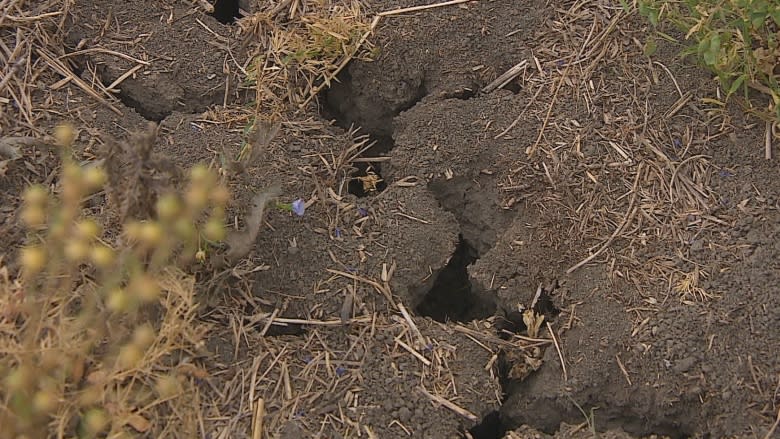 'The damage is done': Home electricity boxes igniting in Sask. drought