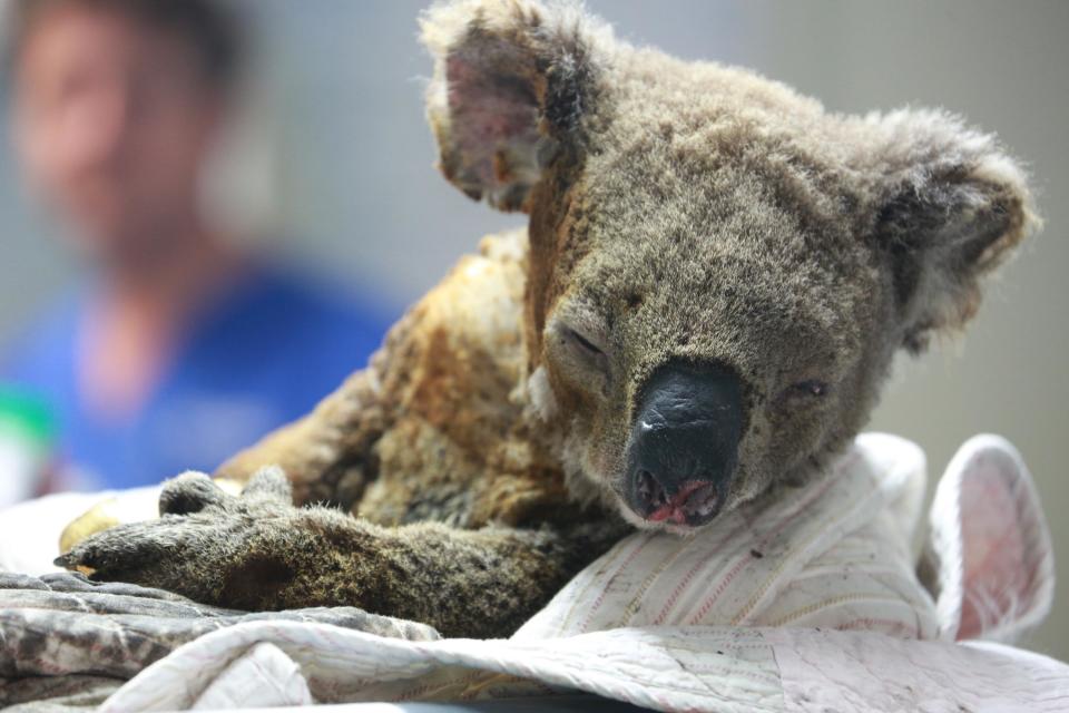 A sick-looking koala, injured by fires, at Port Macquarie Koala Hospital.