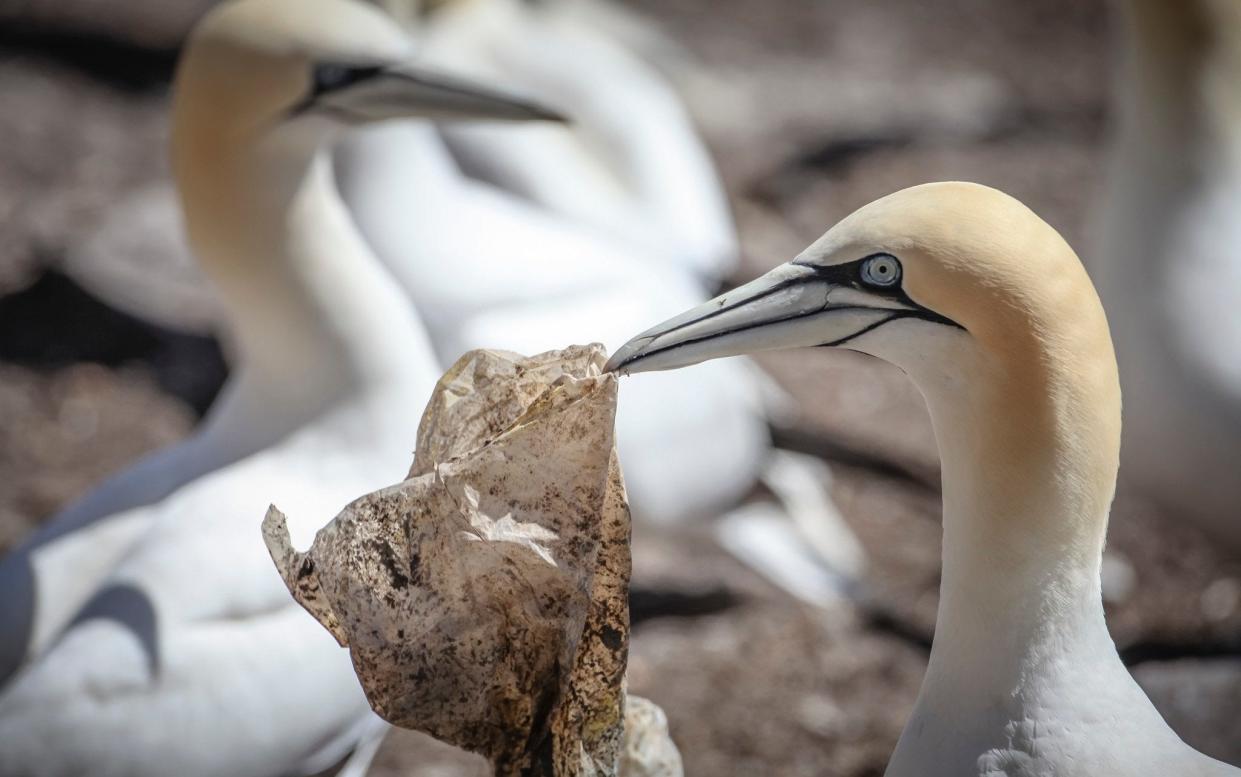 Gannets with plastic waste at Bass Rock in Scotland - PA