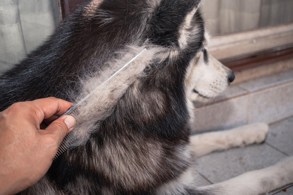 Owner of the dog is combing the old dog's coat. lot of the dog's hair has shed and come out of the comb. Dogs are in poor health cause a lot of hair loss. Groomer combing the long hair of cute dogs.