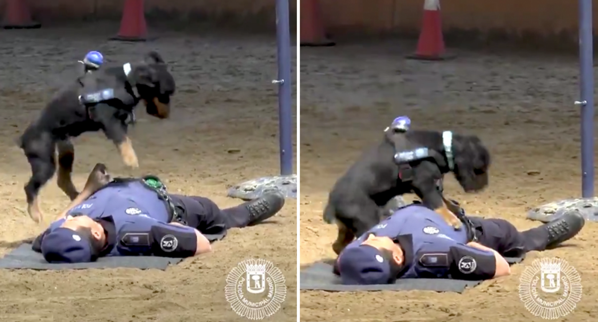 can a dog really perform cpr