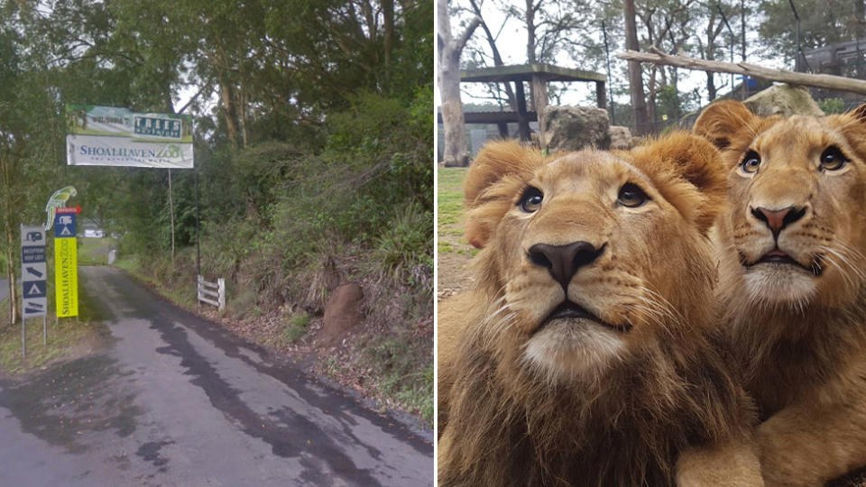 Pictured left is the entrance to Shoalhaven Zoo. Right is two of the zoo's lions. Source: Google Maps and Instagram 