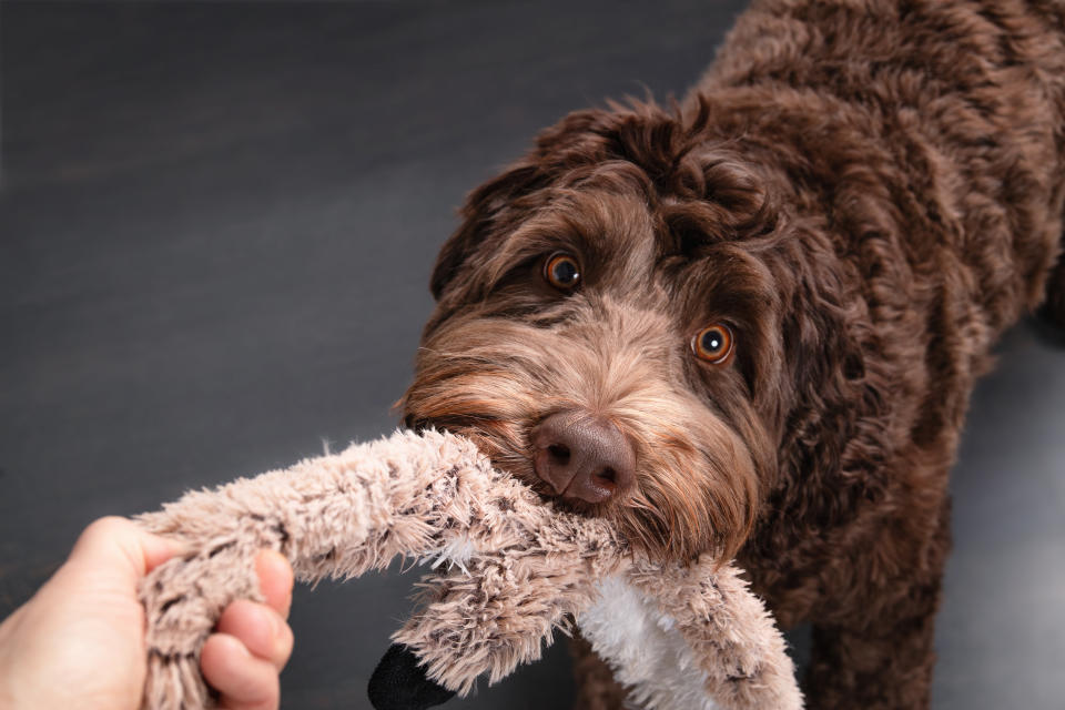 A brown dog holds a plush toy in its mouth while a person's hand pulls on the other end of the toy