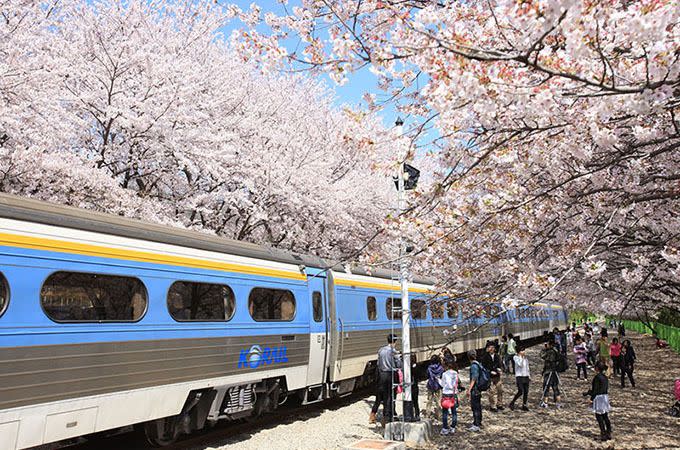 Gyeonghwa Station in Jinhae. Photo: Korea Tourism Association