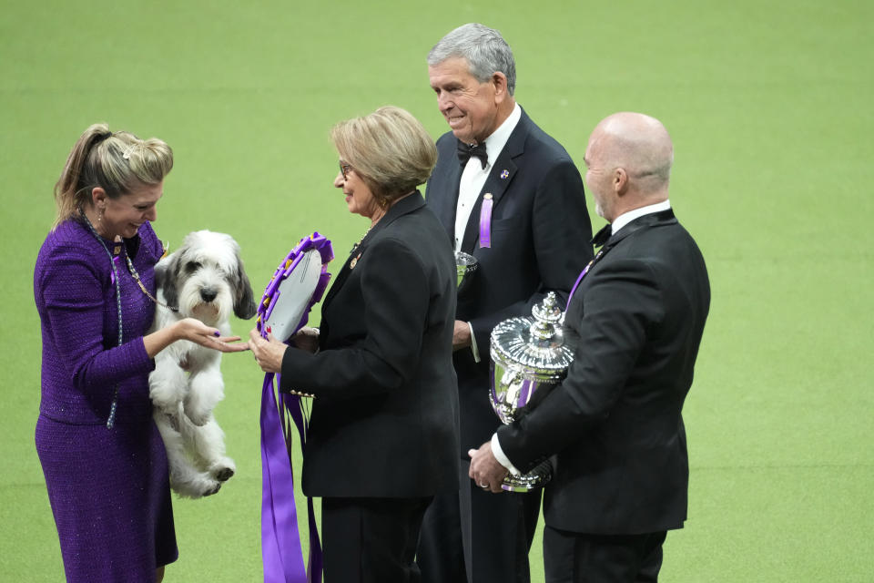 The judges presents handler Janice Hays and Buddy Holly, a petit basset griffon Vendéen, his trophy and ribbon after he won best in show during the 147th Westminster Kennel Club Dog show Tuesday, May 9, 2023, at the USTA Billie Jean King National Tennis Center in New York. (AP Photo/Mary Altaffer)