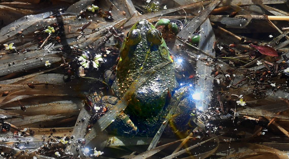 An American bullfrog basks in the sunshine at the Billy Frank Jr. Nisqually National Wildlife Refuge in Nisqually, Washington, on Wednesday, March 29, 2023.