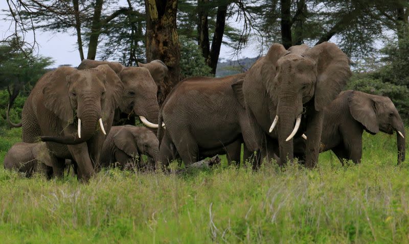 Elephants are seen within the Kimana Sanctuary within the Amboseli ecosystem in Kimana