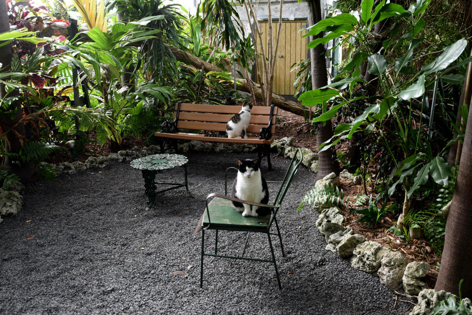 Black and white cats sit outside at Ernest Hemingway's house in Key West, Florida