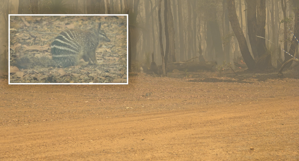 A shot showing a tiny numbat surrounded by smoke in Perup. Inset is a close-up of the numbat.