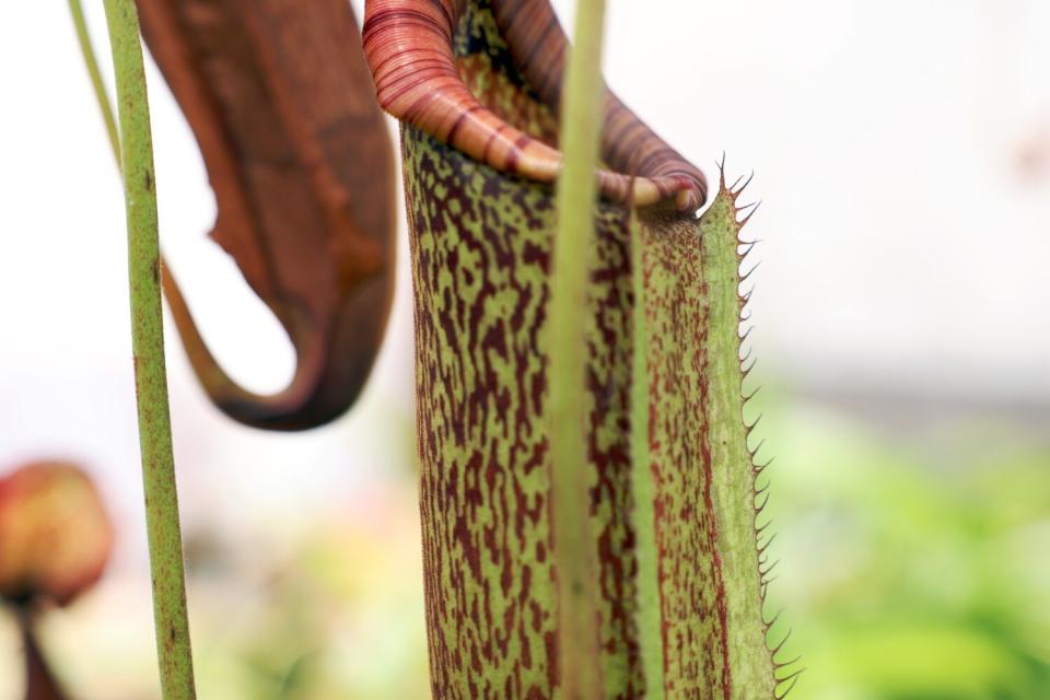 A mottled green and red tubular plant