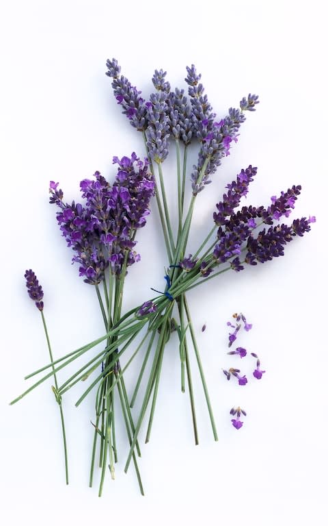 Fresh lavender is a natural way to fragrance clothes and deter moths - Credit: Getty images