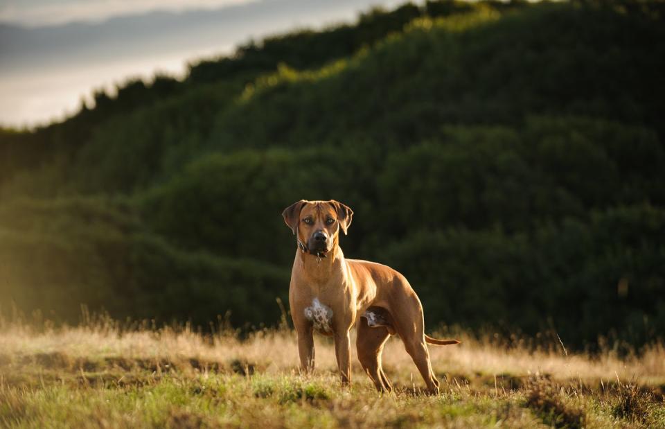 18) Rhodesian Ridgeback