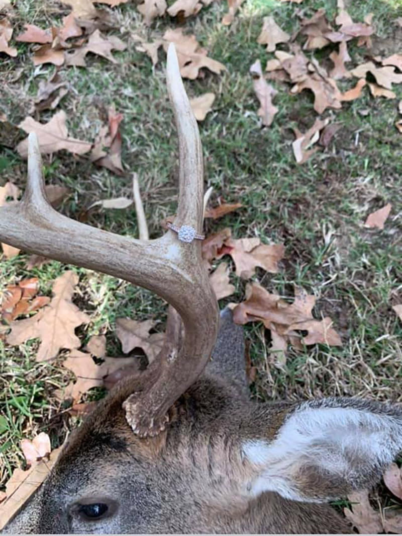 Dead deer used in proposal