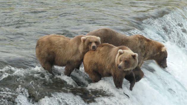 Bears (U.S. National Park Service)