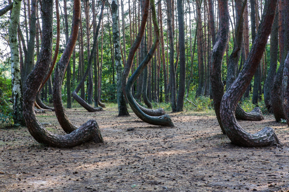 No hay ningún lugar del mundo donde los pinos crezcan como en Gryfino, Polonia. Foto: Getty Creative. 