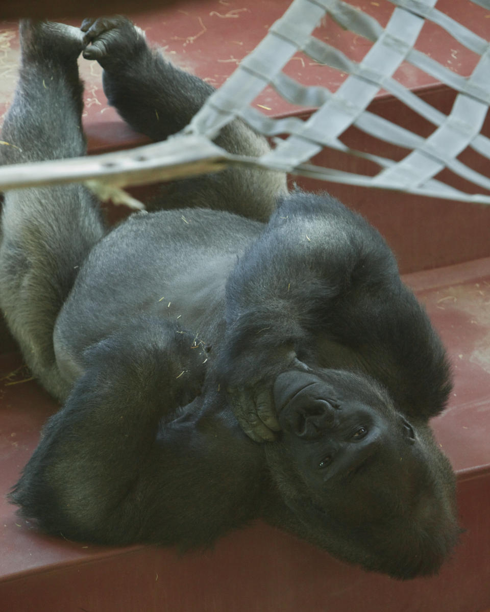He has some intense thoughts about that hammock.  (<a href="http://www.flickr.com/photos/fpat/4121506527/">Image via Flickr</a>)