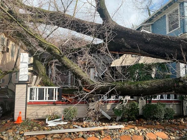 PHOTO: A tree collapsed and damaged a home after winter storms brought high winds and heavy rain in Sacramento, California, Jan. 8, 2023. (Kathleen Ronayne/AP)