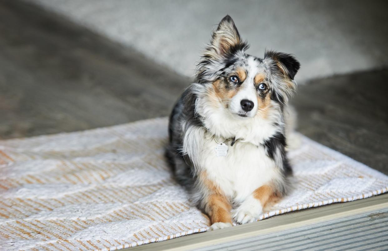 Shot of an adorable Australian shepherd dog sitting on the floor at home