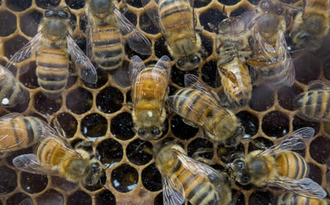 Honey bees in their hive at a outdoor Farmer's Market in Washington, DC - Credit: PAUL J. RICHARDS/AFP